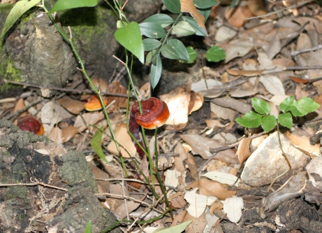 Ganoderma lucidum?